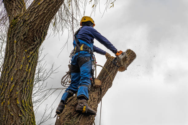 Best Commercial Tree Removal  in Contra Costa Centre, CA